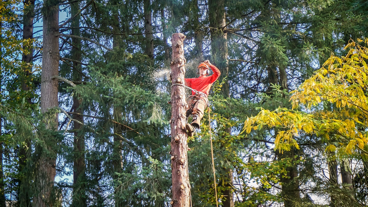 Hudson Valley Tree Removal Image